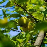 Hébergement de vacances σπίτι στο τείχιο με θέα βαρδούσια και γκιώνα *